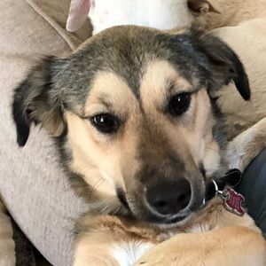 Meet your Posher, Joe